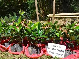 The village of bukit lawang is in the park 90 km northwest of medan. Planting Trees Sumatra Ecotourism Sumatra Ecotravel