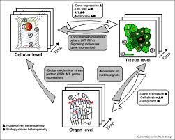 We did not find results for: Heterogeneity And Its Multiscale Integration In Plant Morphogenesis Sciencedirect