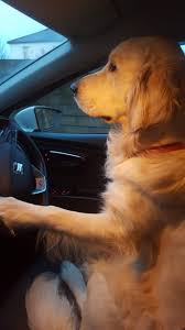 Driving Lessons Goldenretriever Golden Retriever Dogs Golden Retriever Golden Retriever Puppy