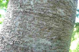 Image result for Albizia lebbeck