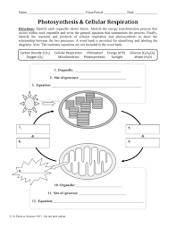 Photosynthesis And Cellular Respiration Worksheet