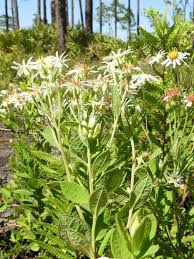 Image result for Grona ramosissima