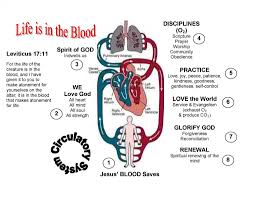 23 uncommon cardiac system diagram