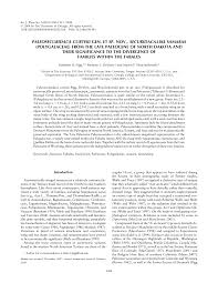 Image result for Securidaca welwitschii