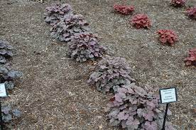 The flower stems are erect to angled and about 18 tall. Mt Cuba Center Heuchera Stainless Steel Mt Cuba Center
