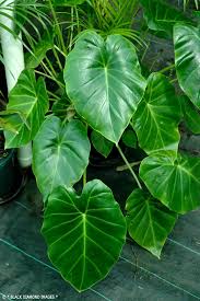 Image result for Remusatia