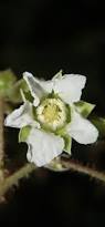 Image result for Rubus ellipticus