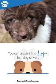 We did not find results for: Dogs Available For Rehome Adoption