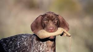 Check spelling or type a new query. Labrador Retriever And German Shorthaired Pointer Puppy Retrieving Tips Youtube