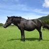 On the westernmost island in the ryukyu archipelago, at the very edge of japan, live the indigenous yonaguni ponies. Https Encrypted Tbn0 Gstatic Com Images Q Tbn And9gcriwjsgv2 Jrdappr5ly9rjj 5b9mw7hoozln Bffo725vv6hjp Usqp Cau