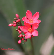 Image result for Jamesbrittenia integerrima