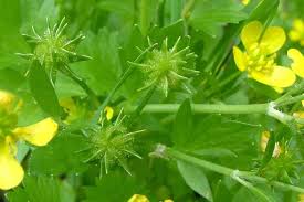 Image result for Pycreus muricatus