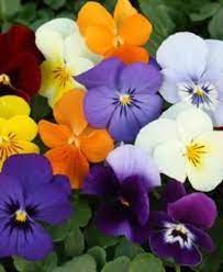 Penny Lane Viola Mix Is A Cool Weather Annual That Blooms Spring Through Fall The Colorful Flowers And Mounding Habi Viola Flower Bedding Plants Garden Center