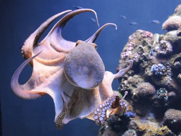 Magical' clip showing octopus communicating with scientist is just  incredible - Good.is