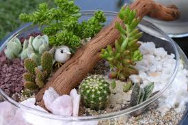 Si las temperaturas son inferiores a los 10 grados, no es recomendable regarla ya que podría pudrirse. Como Cuidar Un Cactus Pequeno Trucos Y Consejos Jardineria Top