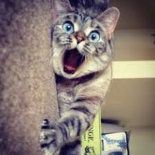 Image result for shocked kitty