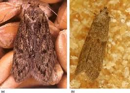 Check spelling or type a new query. Pyralidae An Overview Sciencedirect Topics