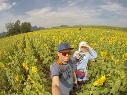 Untuk melihat bunga matahari di lopburi, anda perlu datang pada bulan november, disember dan januari sahaja. Ladang Bunga Matahari Di Thailand Azyyati Liah