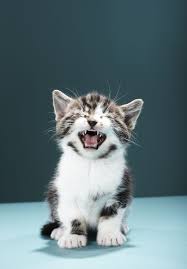 20 Cat Puns Funny Cat Jokes