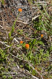 Image result for Polygala macrostigma