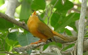 Lustrous gold feathers gleam on the back of its head and neck; Photos Golden White Eye Cleptornis Marchei Birds Of The World