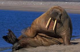 Walrus The Biggest Animals Kingdom Big Animals Walrus Animals