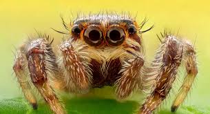 Image result for Tarantula Bite