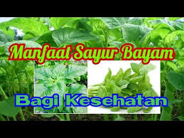Khasiat sayur bayam sangat baik untuk para pria karena dapat mencegah penyakit kanker prostat. Tema Tanaman Sub Tema Sayuran Manfaat Sayur Bayam Bagi Kesehatan Youtube