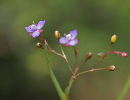 Image result for Anthericopsis sepalosa