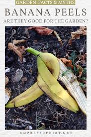 Whether you compost with the help of worms via vermicomposting or through traditional compost, which gets hot as materials break down outdoors, bananas break down. Are Banana Peels Good For The Garden Empress Of Dirt