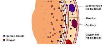 Exchanging Oxygen And Carbon Dioxide Lung And Airway
