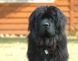 Bernese Mountain Dog Black Brown And White Dog Breeds Newfoundland With Images Big Dog Breeds Best Big Dog Breeds Best Big Dogs