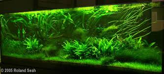 2005 Aga Aquascaping Contest Entry 84 Aquascape Nature Aquarium Planted Aquarium