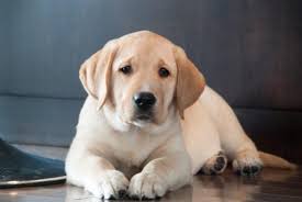 Take advantage of our puppysearch or leisurely browse our directory of. How To Recognize A Puppy Mill Farm