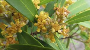 Image result for Tristaniopsis laurina