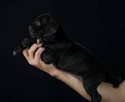 Breedersclub.net is a favorite site to find local dogs and puppies in new york. Cria De Cane Corso Venta De Cane Corsos Comprar Cachorros Cane Corso Online