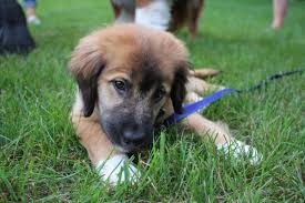 Vt dog rescue finds loving homes for dogs in vermont from high kill shelters in the south. After Being Rescued In Alabama A Puppy S Journey To His New Home In Vermont Vermont Public Radio
