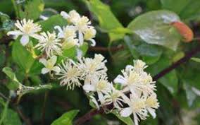 Check spelling or type a new query. Bach Flower Essence Clematis Clematis Vitalba