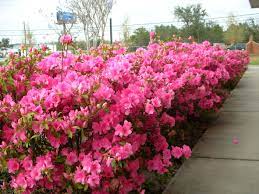 Pin On Shade Garden