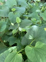 Image result for Hylebates cordatus