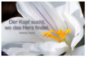 Mein Papa Sagt Der Kopf Sucht Wo Das Herz Findet
