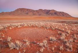 The plant is commonly known simply as welwitschia in english, but the name tree tumbo is also used. Fishing For Clues To Solve Namibia S Fairy Circle Mystery The New York Times