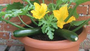 Before your plant grows too much, place a 3' bamboo stake near to the zucchini stalk. Master Gardener Sale Adds Container Veggies May 5 6