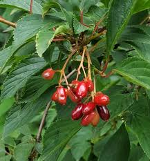 Check spelling or type a new query. Identify Shrub With Red Berries In Uk Gardening Landscaping Stack Exchange