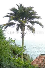 Free delivery and returns on ebay plus items for plus members. Juania Australis Robinson Crusoe Palm Buy Seeds At Rarepalmseeds Com