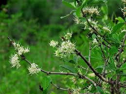 Image result for Erianthemum virescens