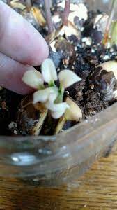 Common symptoms of disease include:leaves: Avocado Chubby White Leaves