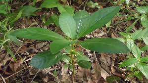 Image result for Dorstenia cuspidata