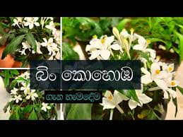 Image result for Abrus melanospermus