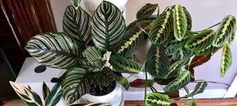 Plant care best growing conditions for prayer plant. How To Care For A Prayer Plant Maranta With Pictures Smart Garden Guide